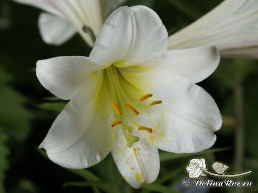 Лилия Регале - Долина роз фото 3