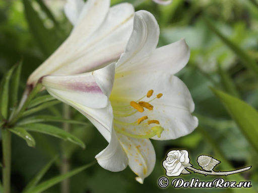 Лилия Регале - Долина роз фото 4