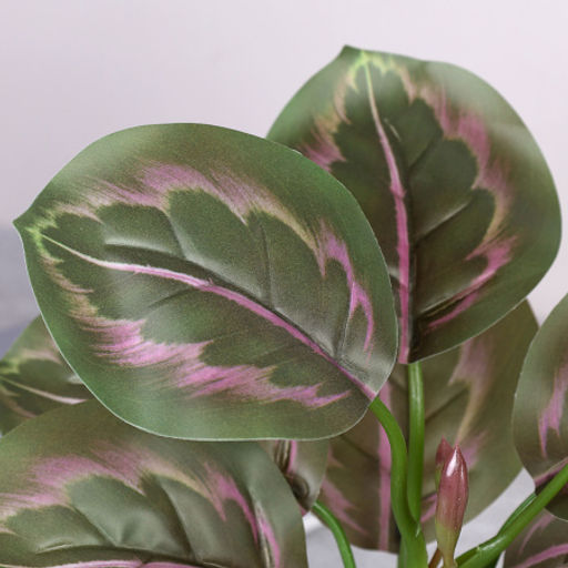 Цветочная композиция Калатея 27 см / SL-6 /уп 48/ - Галеонтрейд фото 3