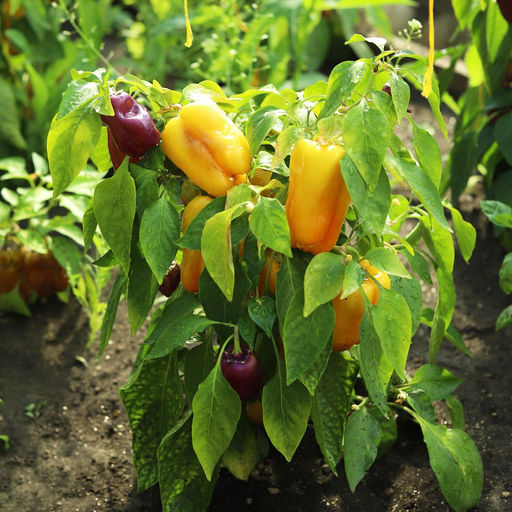 Перец УРАЛЬСКИЙ САМОЦВЕТ - Уральский дачник фото 3