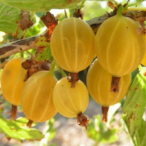 Крыжовник Куршу Дзинтарс (коробка) 1шт