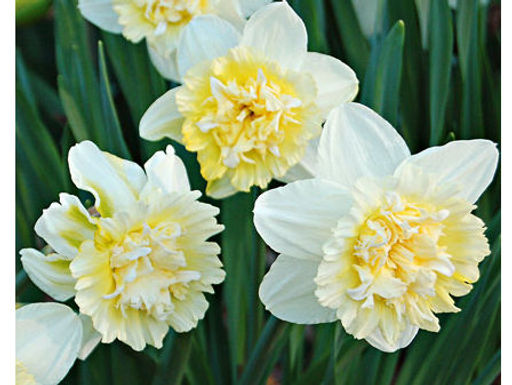 Цена за 3 шт. Нарцисс Ice King (Айс Кинг) - Долина роз фото 2