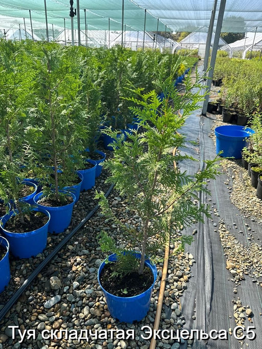 Туя складчатая Эксцельса С5 - Park rose фото 2