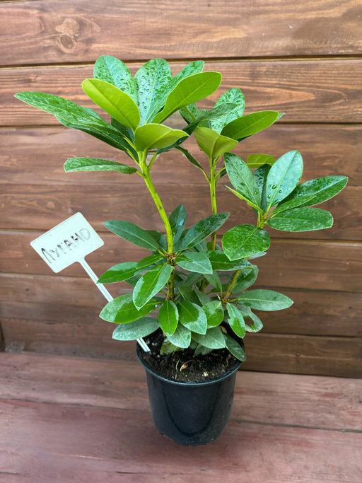 Рододендрон Lugano (Лугано) - Долина роз фото 14