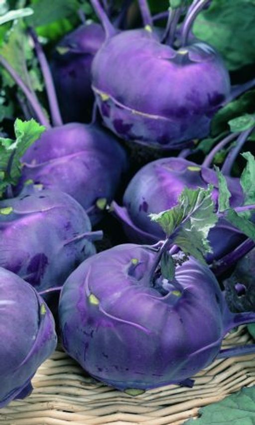 Капуста кольраби ВИОЛЕТА Любимица огородников за вкус, урожай и лёжкость!