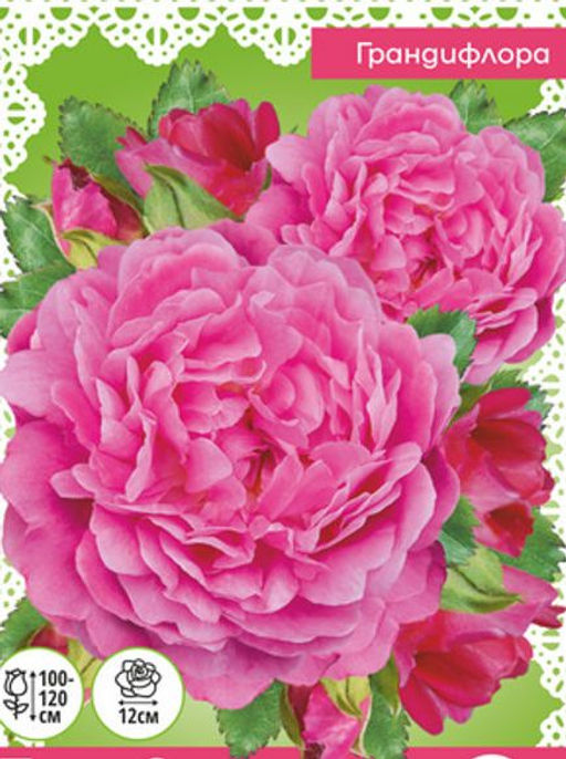 Роза Пеона Свит (Грандифлора) "СИБИРСКАЯ САДОВНИЦА" 1шт