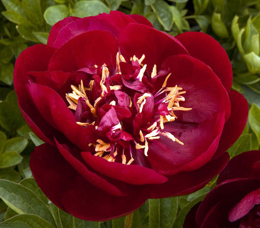 ПИОН Бакай Белл Разбор 2/3 n Кол-во упак., шт 1