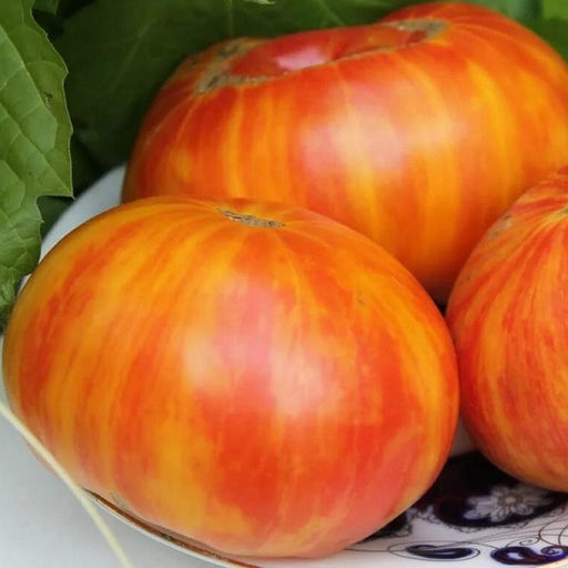 7117T Томат Индейская резервация 10шт