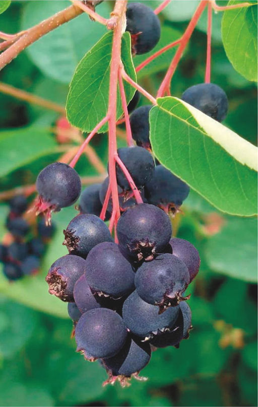 Ирга Смоуки (саженец с этикеткой) 1шт