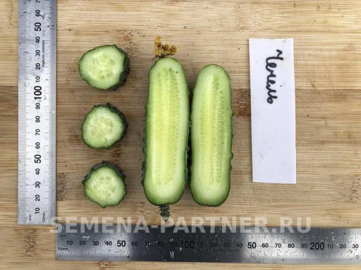 Огурец пчелоопыляемый Чечель - Партнер фото 5