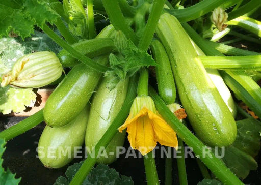 Кабачок Хьюго - Партнер фото 2