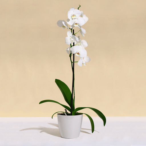 Цена за 4 шт. Кашпо для цветов, d=10 см, 0.5 л, пластик, бежевое