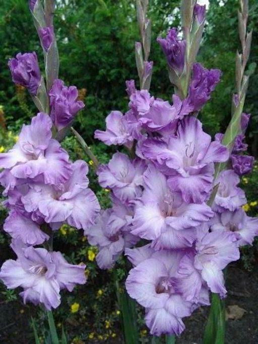 ГЛАДИОЛУС Милка Разбор 10/12 Кол-во упак., шт 10