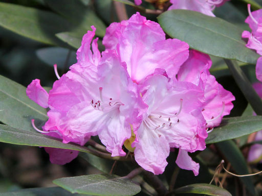 Рододендрон Blurettia (Блюреттия) - Долина роз фото 5