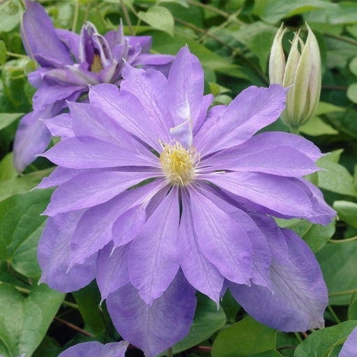 Клематис Кантес Оф Лавлейс - Долина роз фото 3