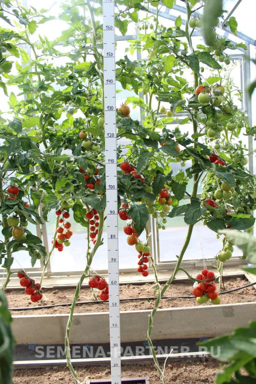 Томат Барух F1 - Партнер фото 4