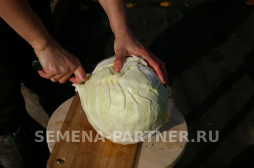 Капуста белокочанная среднеспелая СБ-3 - Партнер фото 2