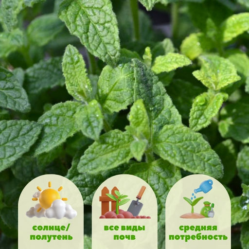 Мята Земляника мелколистная - Долина роз фото 2