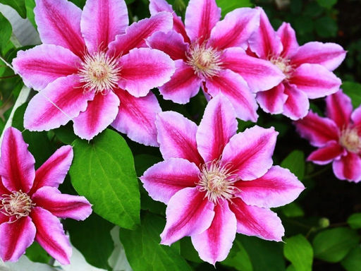 Клематис Тюдор - Долина роз фото 5