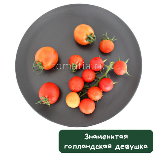 Знаменитая голландская девушка - Tomatia фото 2