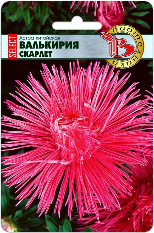 Астра китайская Валькирия селект Скарлет
