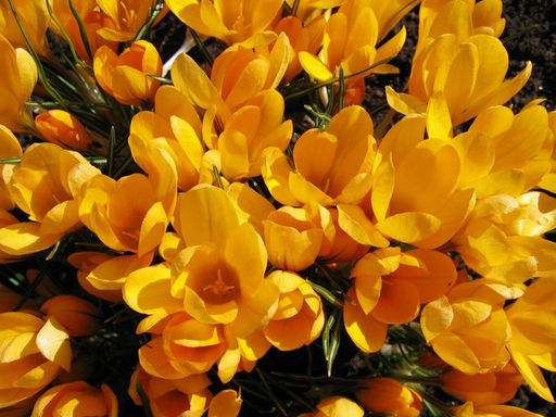 Крокус Yellow Mammouth (Еллоу Маммос) 5 шт