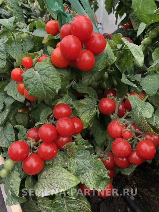 Томат Каменный Цветок F1 - Партнер фото 3