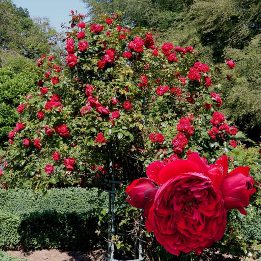 Роза Флорентина