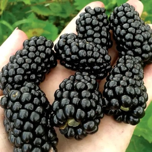 Ежевика Фридом (коробка) 1шт