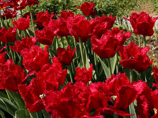 Тюльпан Mazda (Мазда) - Долина роз фото 2