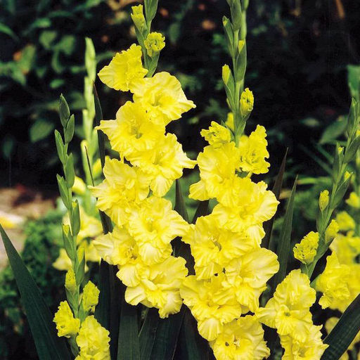 ГЛАДИОЛУС Джестер Голд Разбор 12/14 Кол-во упак., шт 7