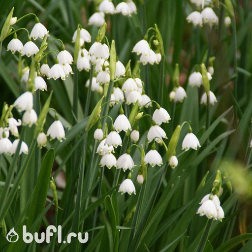 Leucojum aestivum (5 луковиц)