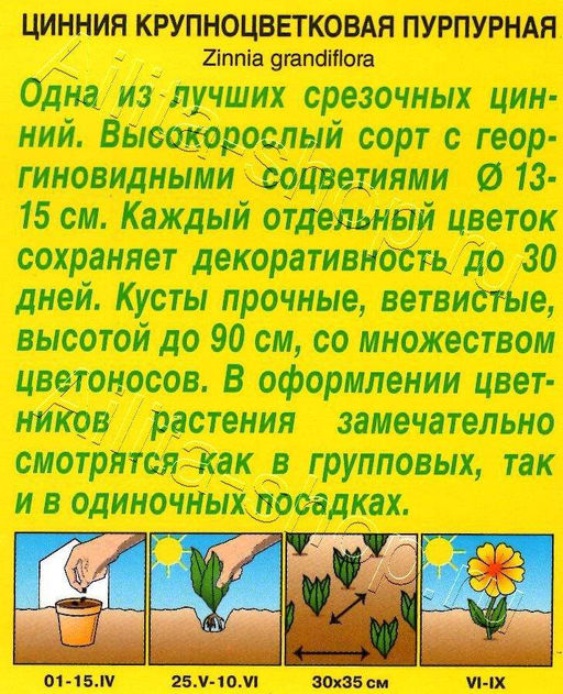 Цинния Крупноцветковая пурпурная 0,3г (Аэлита)