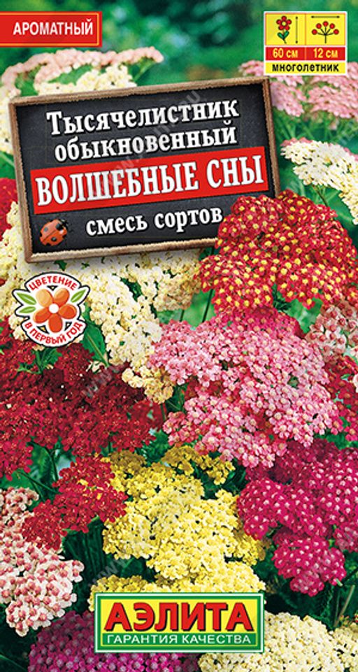 Тысячелистник Волшебные сны, смесь сортов (2026)