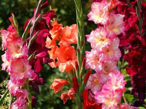 Гладиолусы Рубиновый закат (микс 10 шт) - Долина роз фото 3