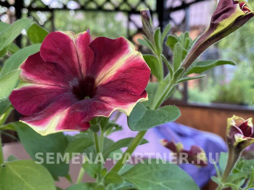 Петуния Мон Амур Камелионе триколор прямостоячая - Партнер фото 5