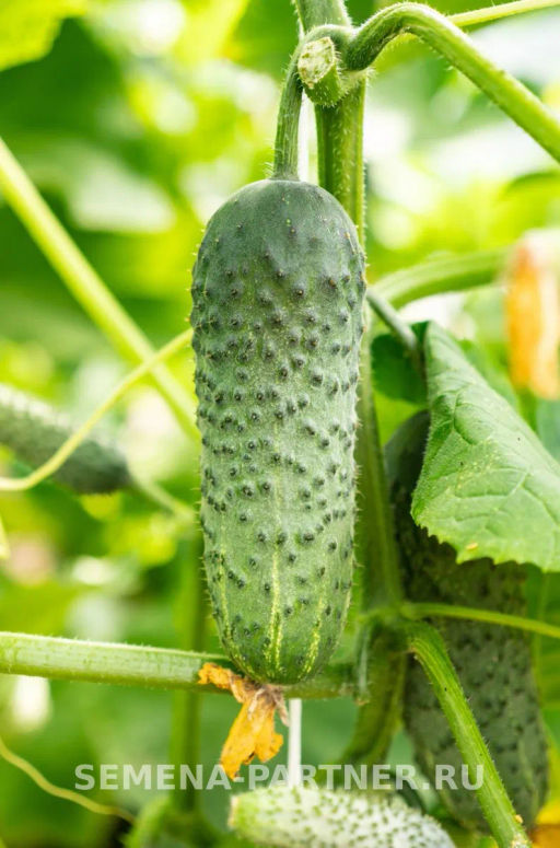 Огурец партенокарпический Бинго - Партнер фото 5