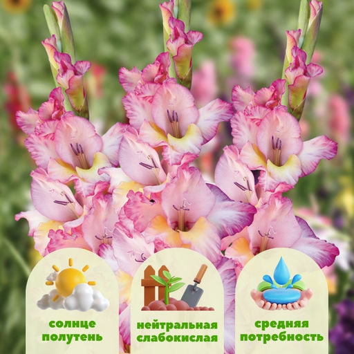 Гладиолус Присцилла 5 шт - Долина роз фото 2