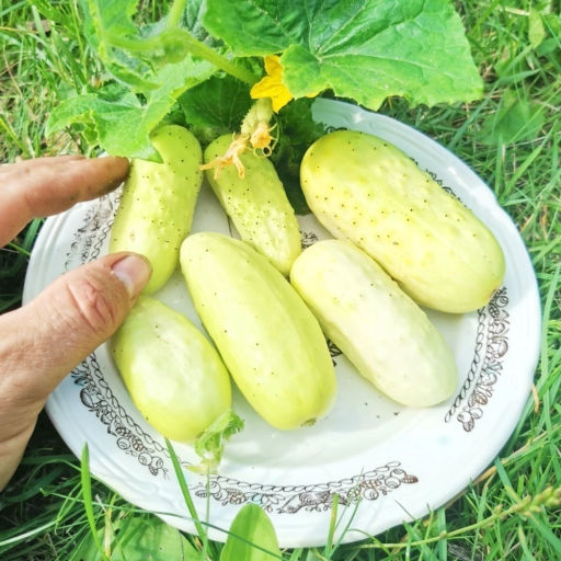 Белый Корнишон из Старого Парижа - Concombre Blanc Le Parisien