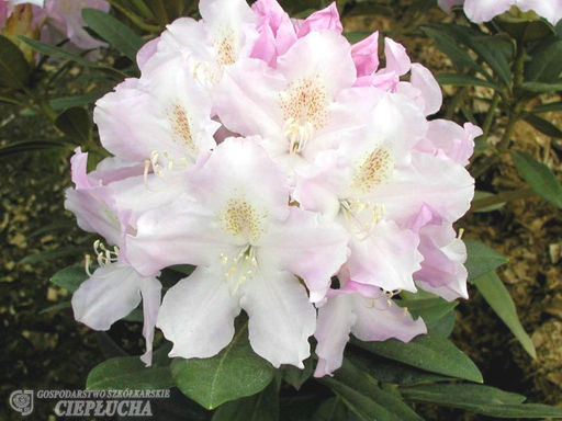 Рододендрон Hoppy (Хоппи) - Долина роз фото 5