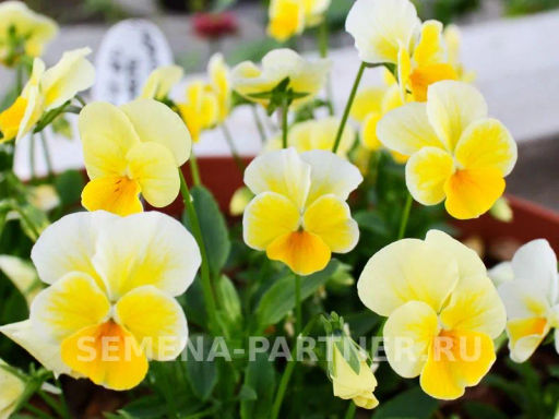 Виола Соблазн Золото Нибелунгов - Партнер фото 3