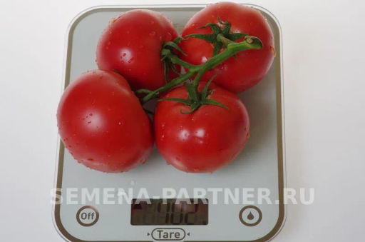 Томат Королева - Партнер фото 4