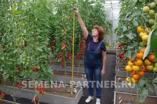 Томат Розовый Котя F1 - Партнер фото 3