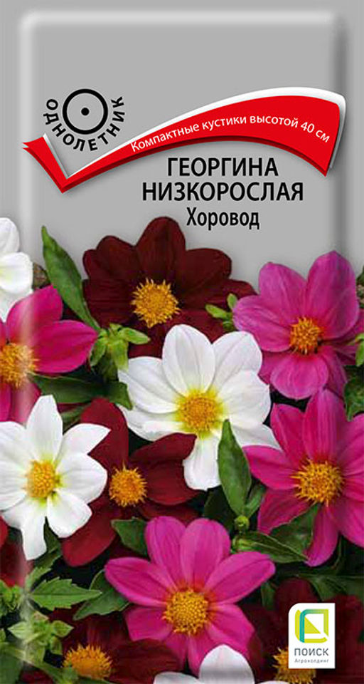 Георгина низкорослая Хоровод (ЦВ) (1) 10шт - Поиск фото 2