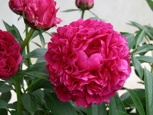 Пион Kansas (Канзас) - Долина роз фото 2