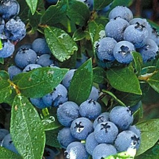 Голубика высокорослая ЭЛЛИОТ