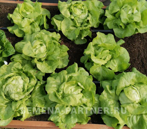 Салат кочанный Лука - Партнер фото 2