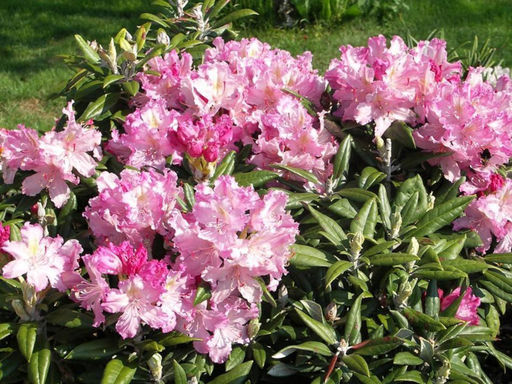 Рододендрон Von Oheimb Woislowitz (Фон Охайм-Войсловиц) - Долина роз фото 3