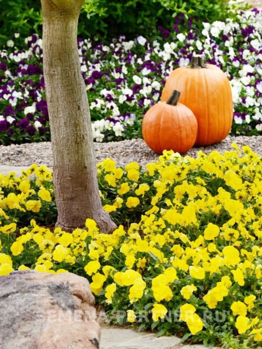 Виола ампельная Кул Вэйв Голден Еллоу - Партнер фото 7