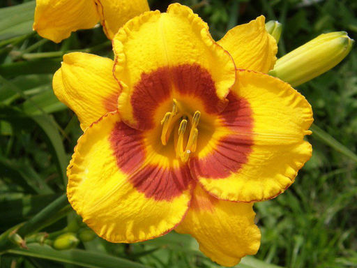 Лилейник Fooled Me (Фулд Ми) - Долина роз фото 2